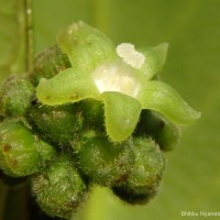 Psychotria dubia var. dubia (Wight) Alston